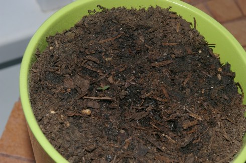 I call it Rosemary's Baby.